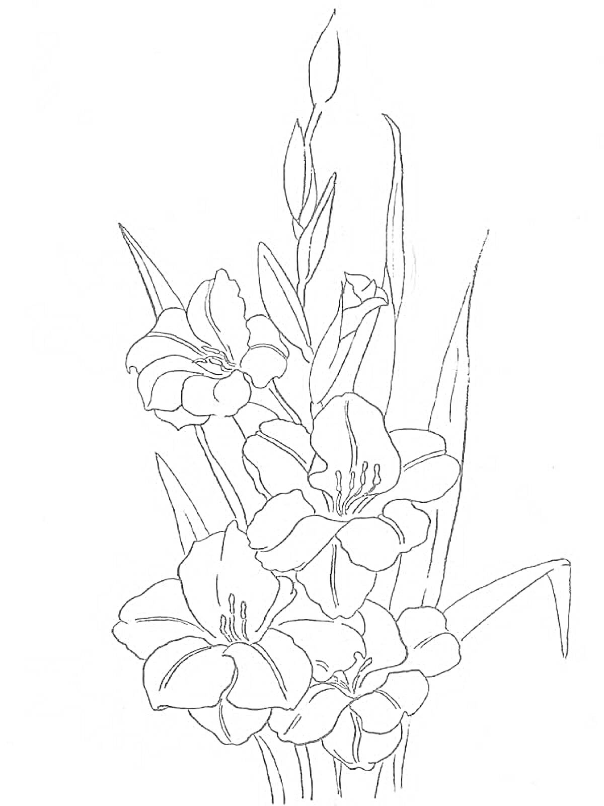 Раскраска Гладиолус с крупными цветами и листьями, одиночное растение, вертикальный рост