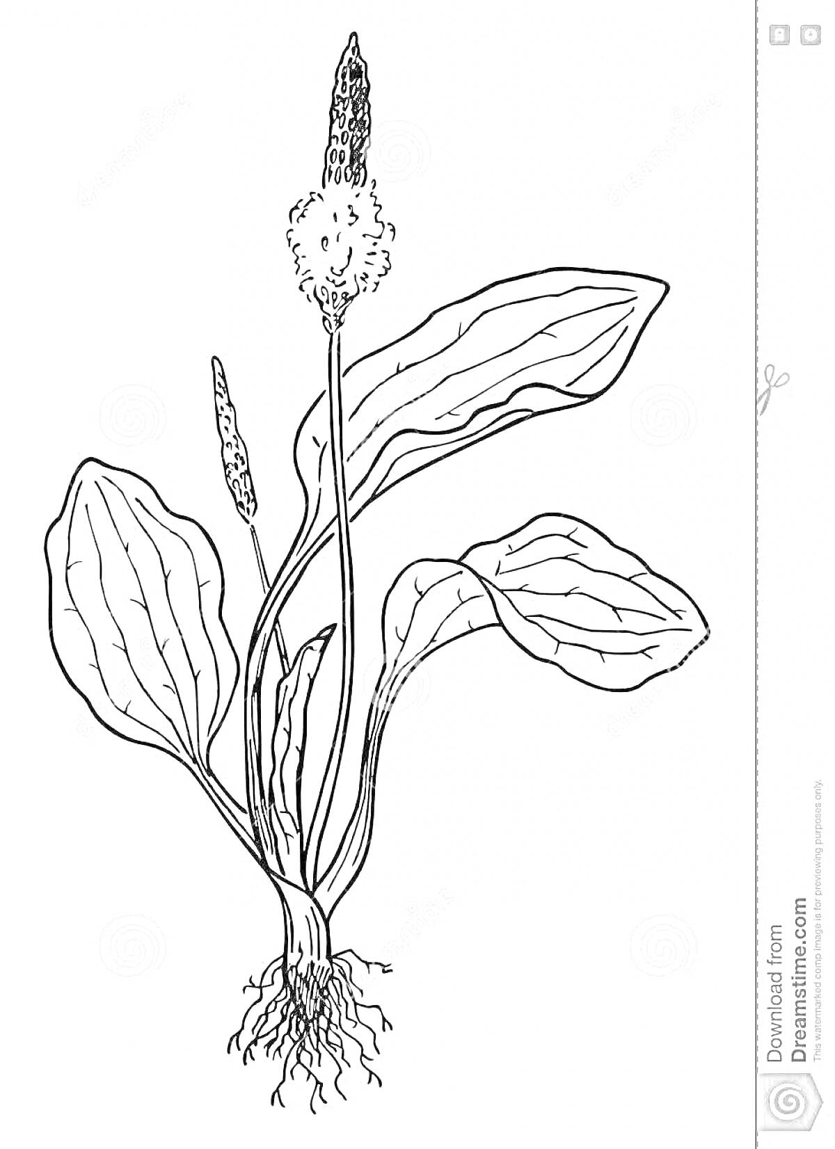 Подорожник с листьями, цветоносами и корнями