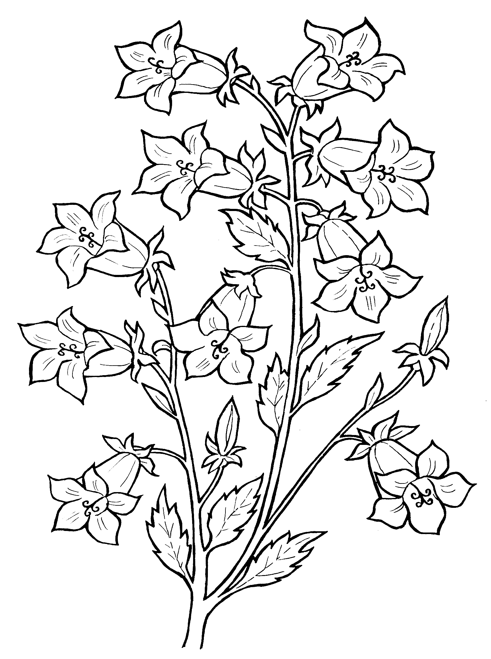 На раскраске изображено: Цветы, Листья, Колокольчик, Бутон