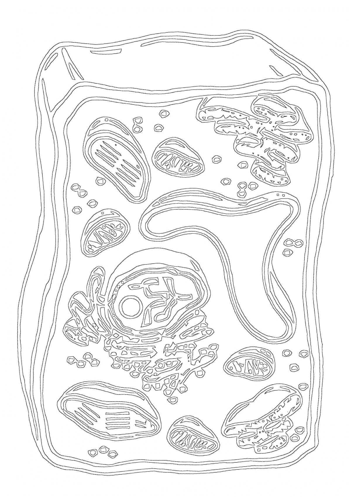Раскраска Строение растительной клетки с органеллами (вакуоль, хлоропласты, ядро, митохондрии и другие)