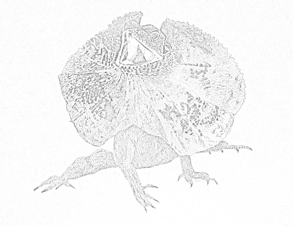 Раскраска Плащеносная ящерица с раскрытым воротником на переднем плане, без фона.