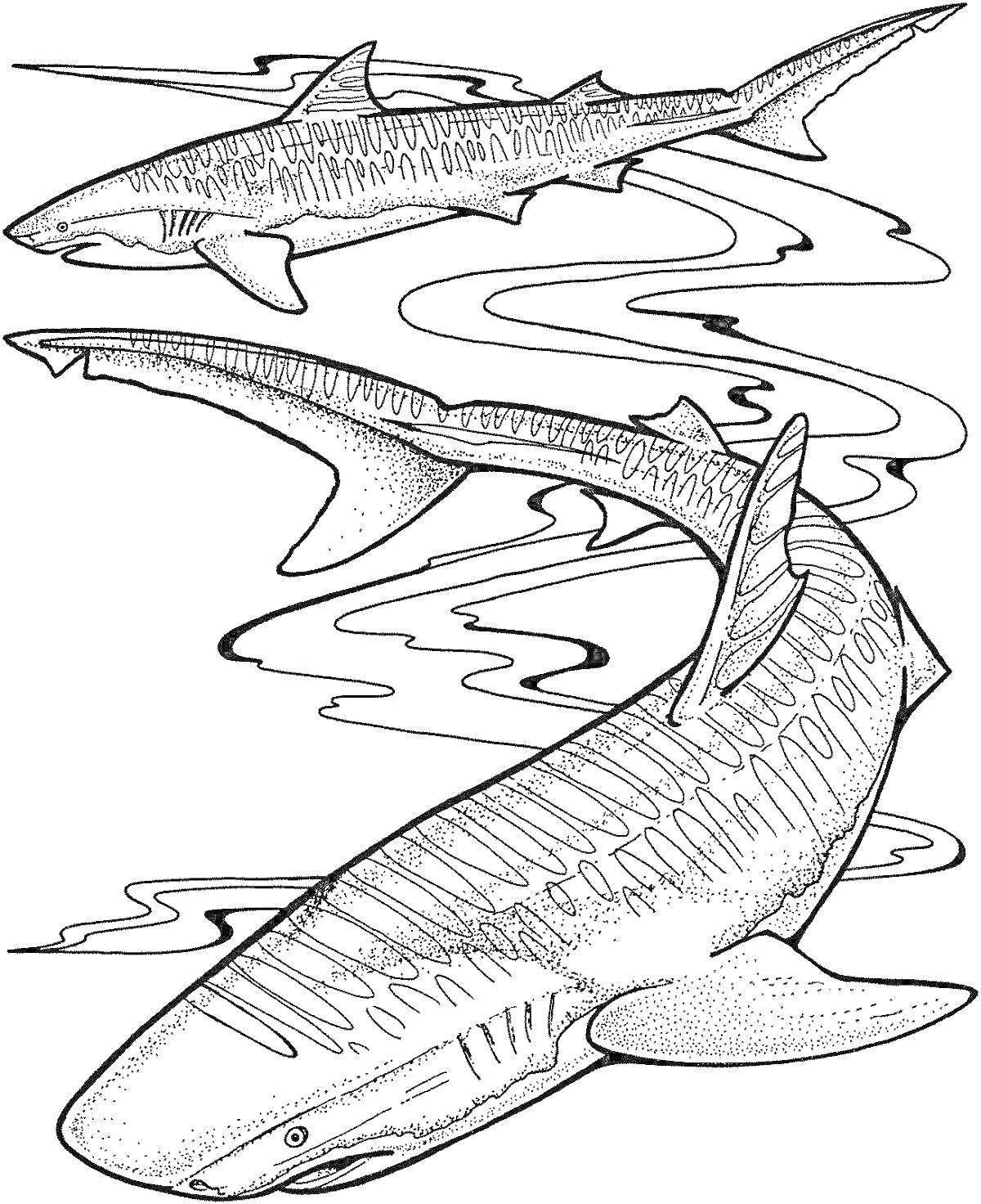 Раскраска Три тигровые акулы в воде с волнообразными линиями