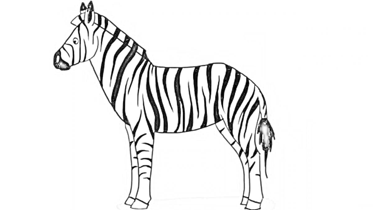 Раскраска Зебра с полосками на сером фоне