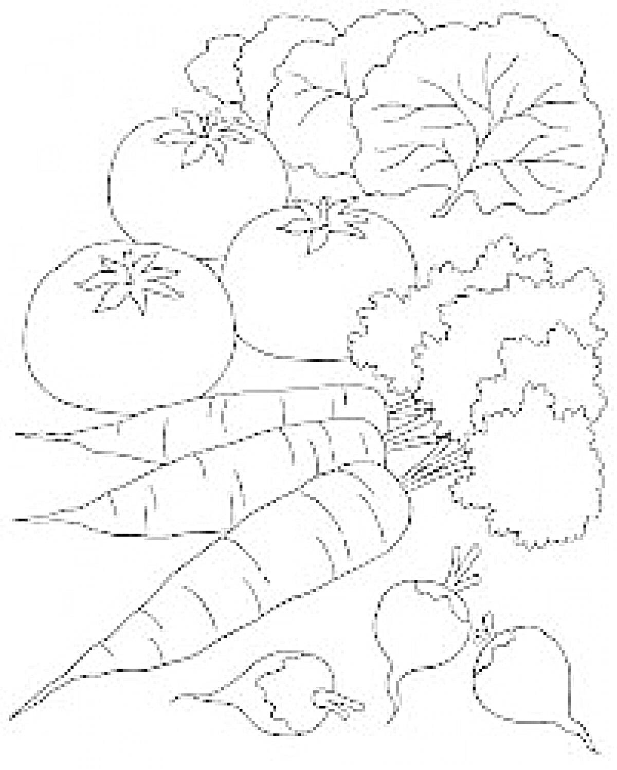 На раскраске изображено: Растения, Овощи, Томат, Морковь, Салат, Петрушка, Редис