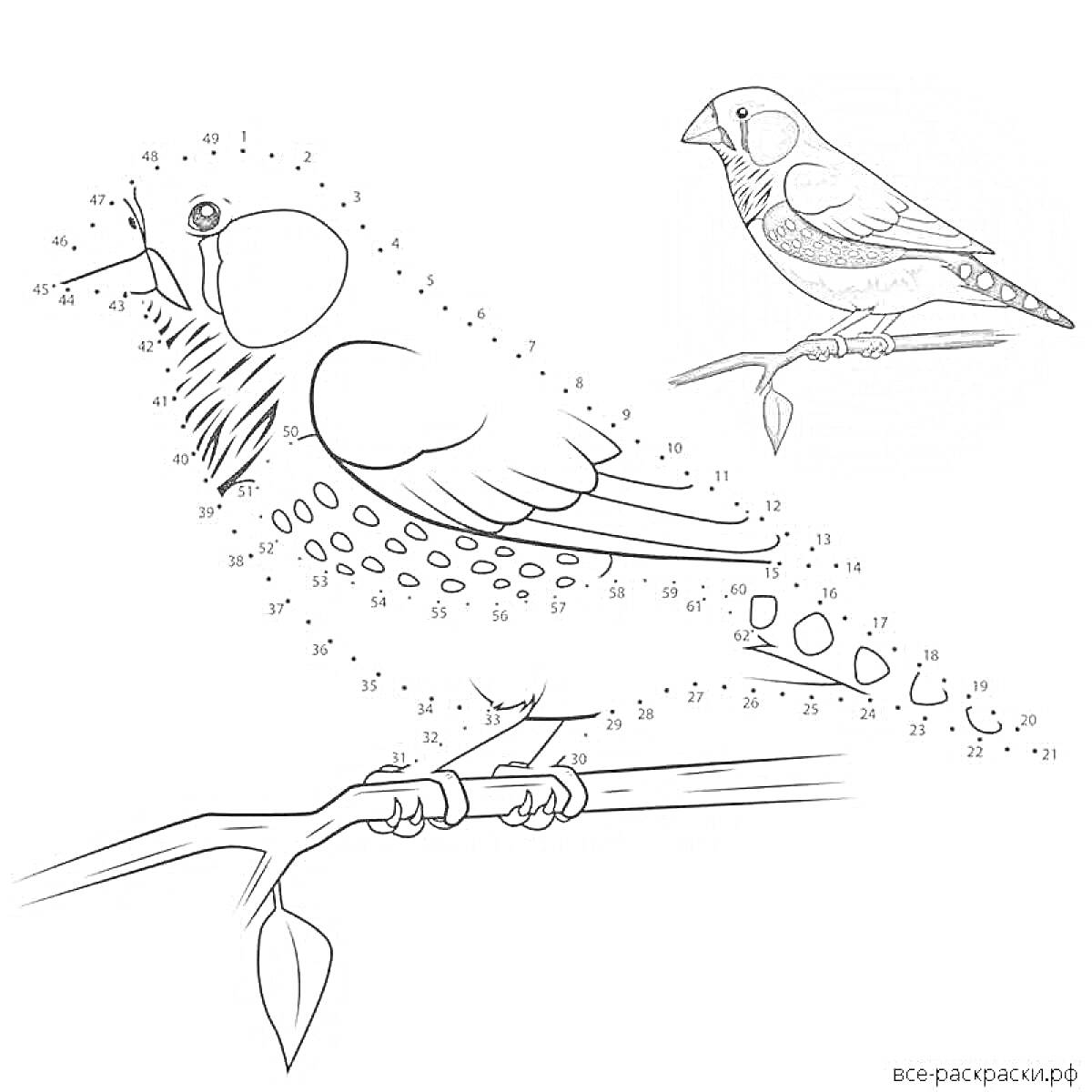 На раскраске изображено: Зяблик, Птица, Ветка, Природа, Развивающее задание, Для детей