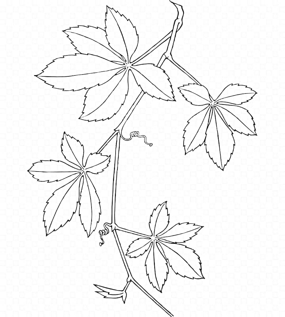 На раскраске изображено: Плющ, Лоза, Листья, Природа