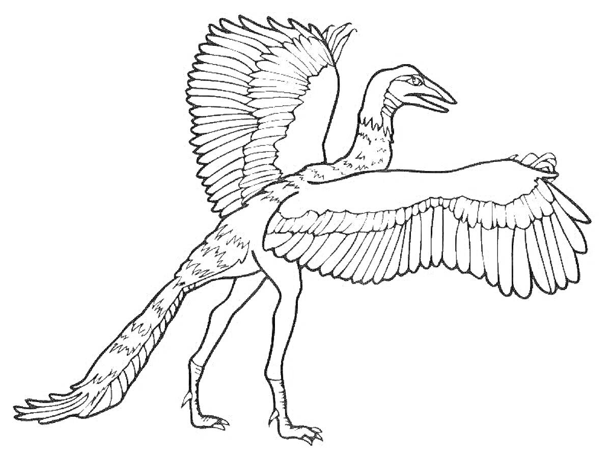На раскраске изображено: Археоптерикс, Динозавр, Птица, Крылья, Доисторическая эпоха, Древний мир, Контурные рисунки