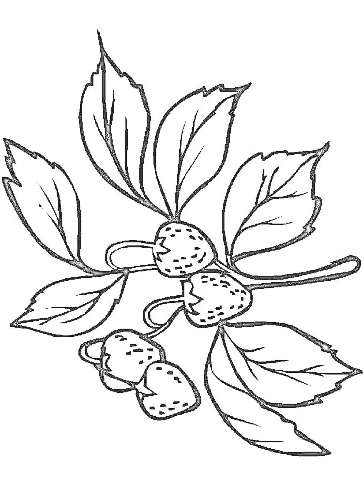Раскраска Ветка с листьями и ягодами