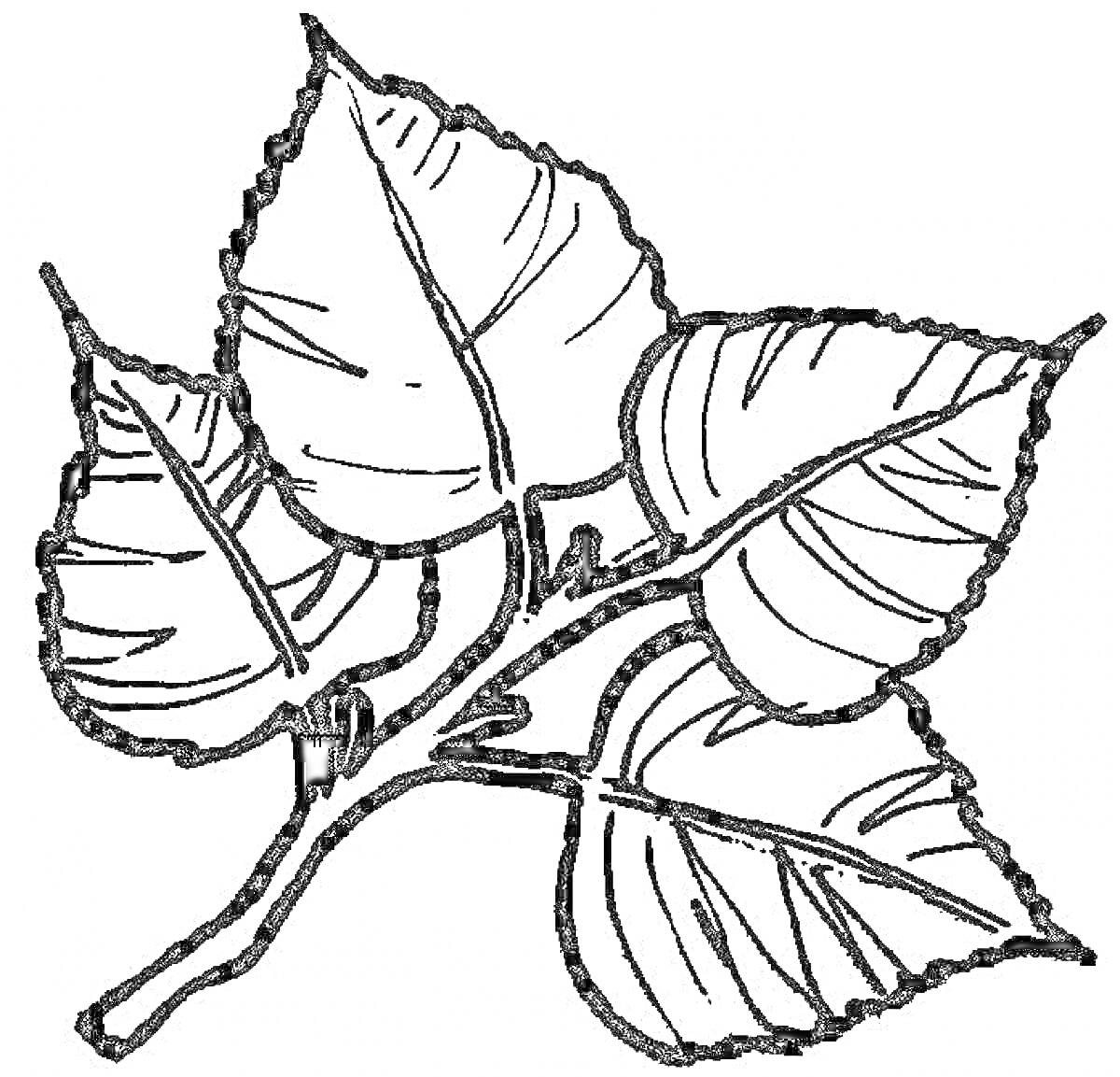 Раскраска Ветка дерева с четырьмя листьями