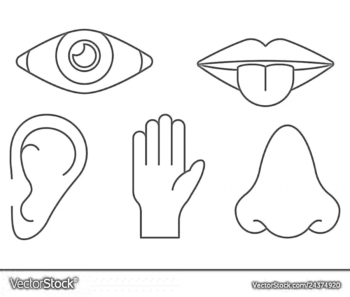 На раскраске изображено: Зрение, Слух, Осязание, Обоняние, Вкус, Органы чувств, Рот, Язык, Ухо, Рука, Нос