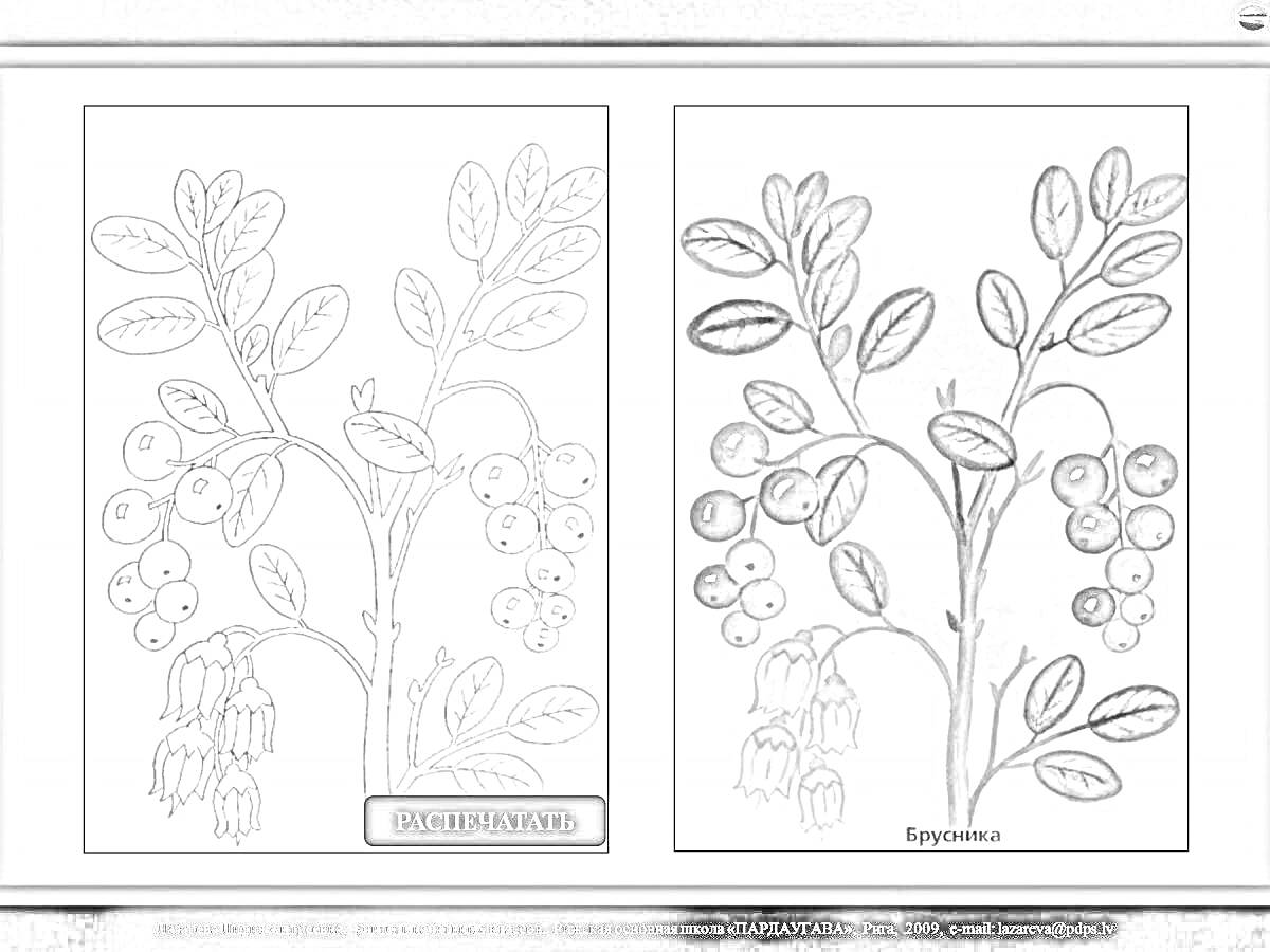 Раскраска Брусника. На изображении присутствуют ветви и листья брусники, цветы и ягоды брусники. Справа - раскрашенный вариант, слева - контур для раскрашивания.