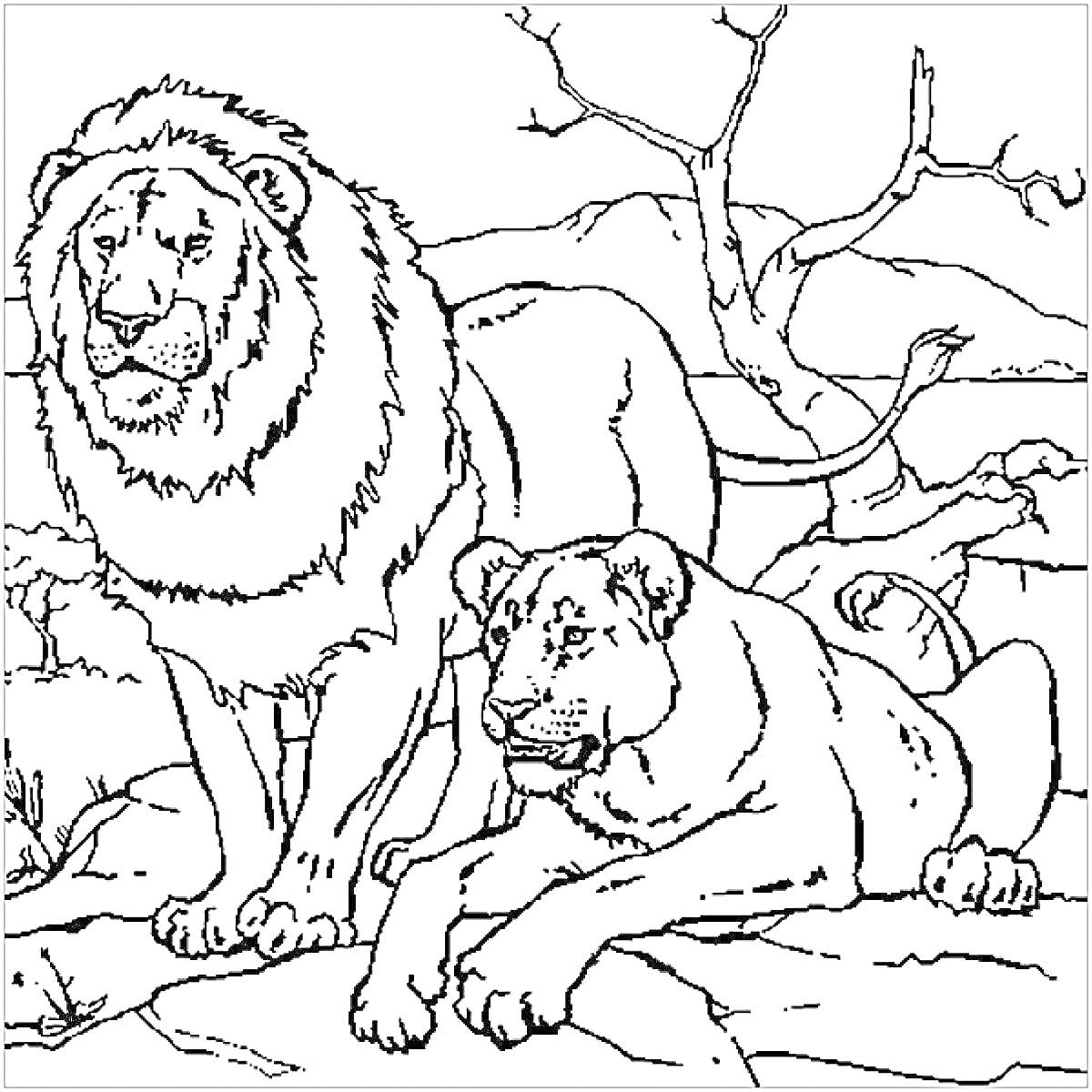 На раскраске изображено: Лев, Саванна, Камни, Природа, Деревья, Животные, Львы