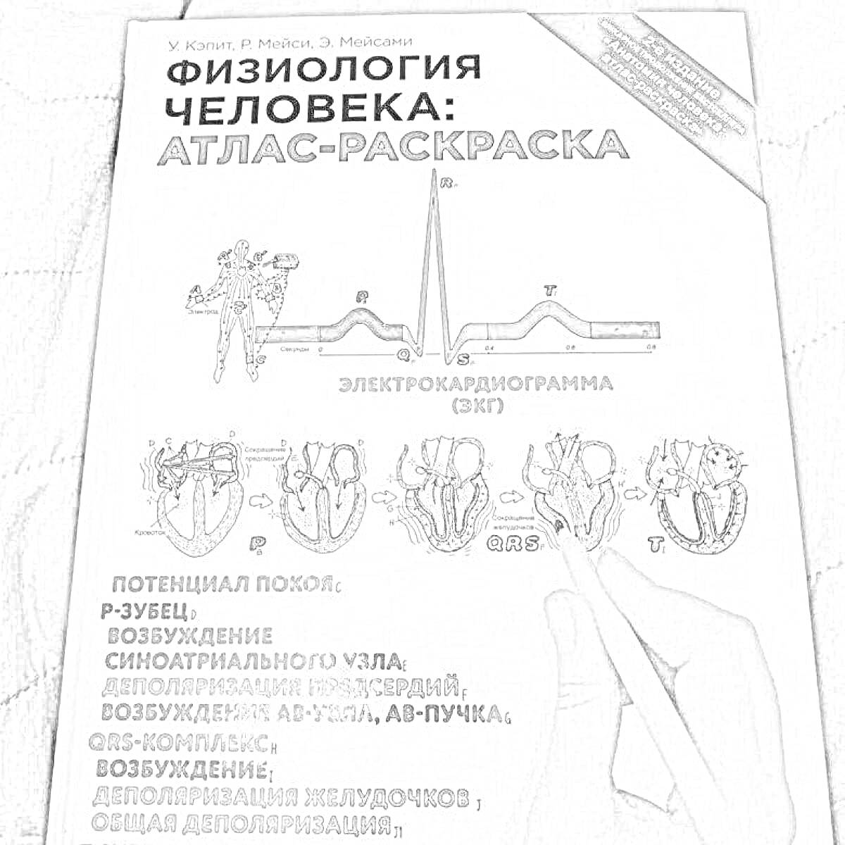 Физиология человека: Атлас-раскраска. Электрокардиограмма (ЭКГ). Потенциал покоя. P-зубец, возбуждение синопредсердного узла, предсердий, AV-УЗЕЛ (атриовентрикулярный узел), возбуждение желудочков, фаза деполяризации.