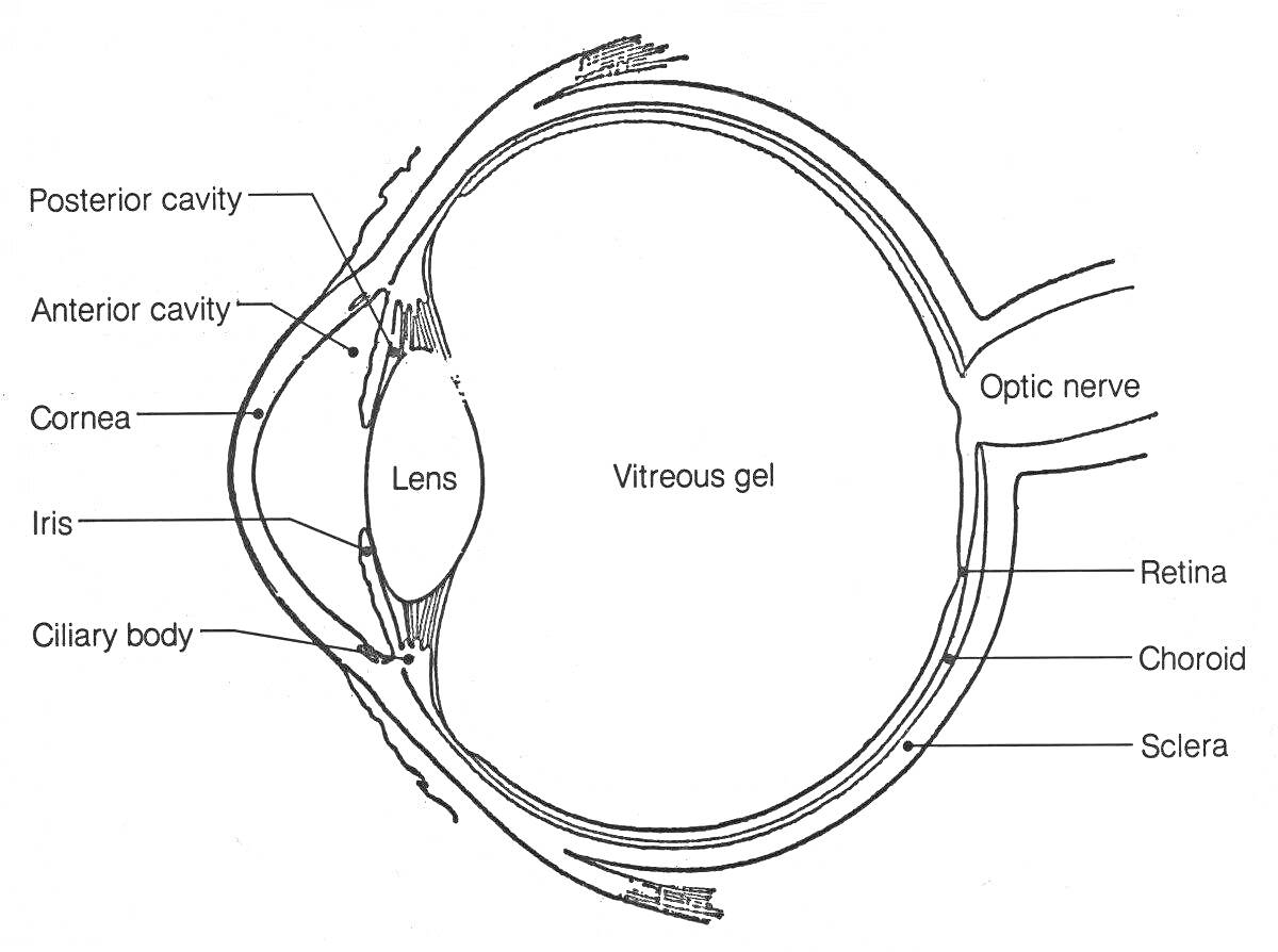 строение глаза: задняя камера, передняя камера, роговица, радужка, ресничное тело, хрусталик, стекловидное тело, зрительный нерв, сетчатка, сосудистая оболочка, склера