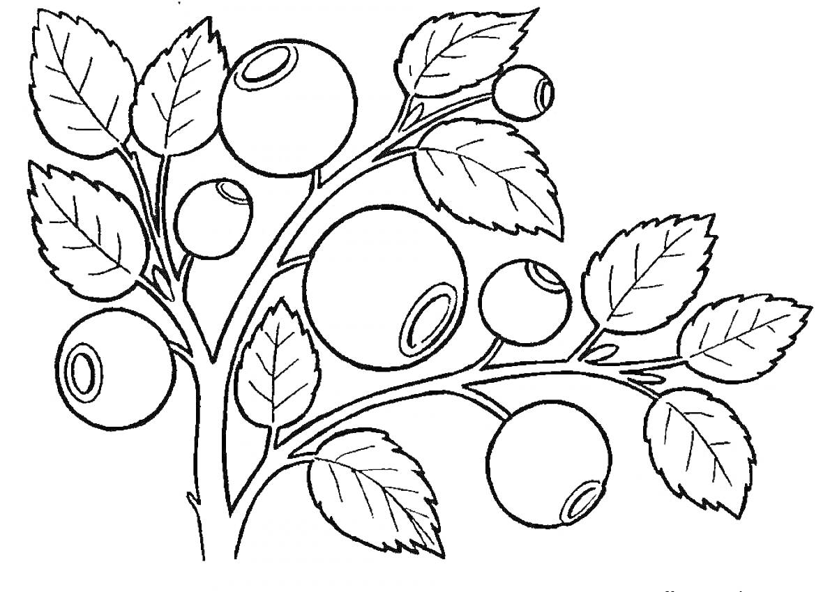 Раскраска Веточка черники с ягодами и листьями