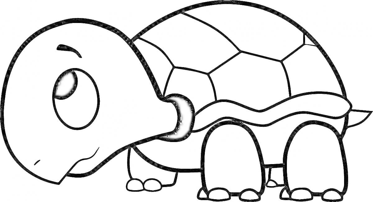 Раскраска Черепаха с большими глазами и узорчатым панцирем
