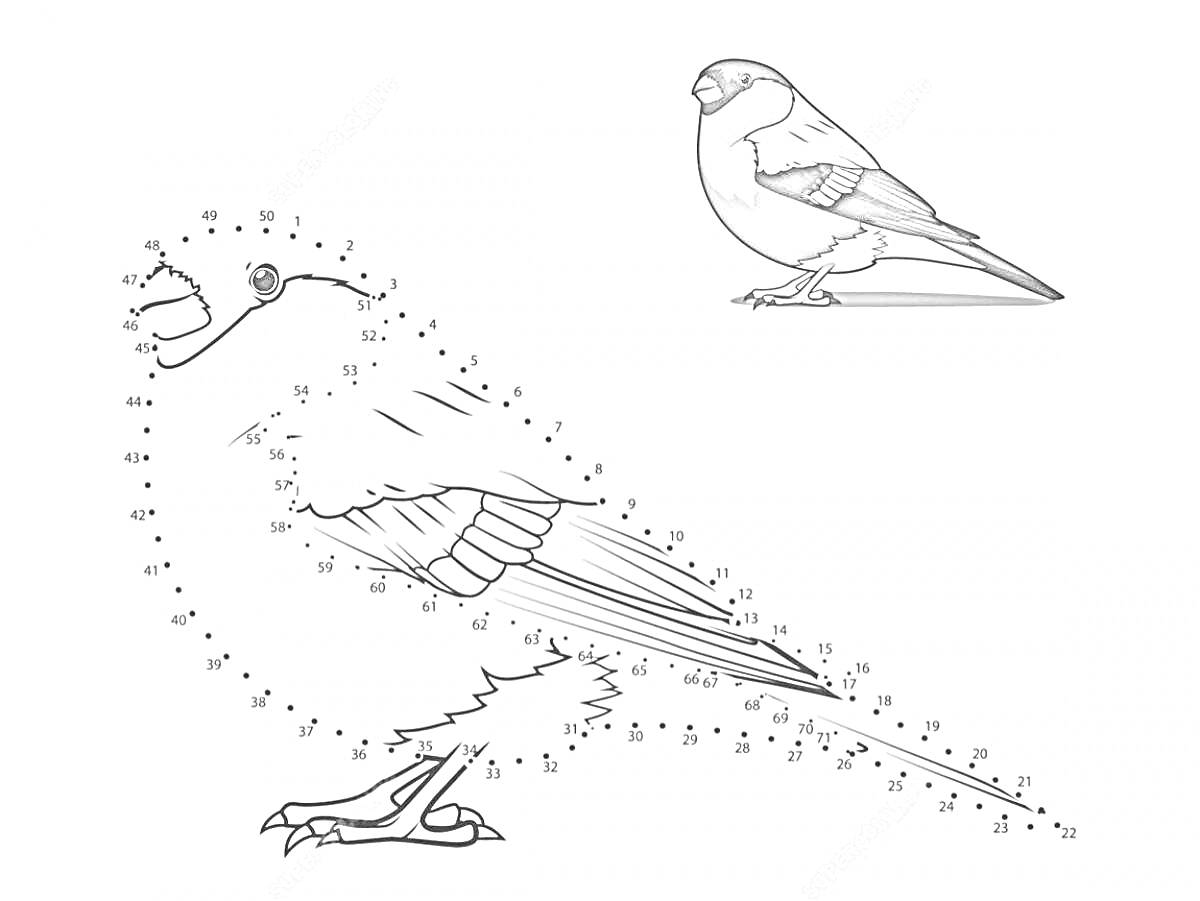 Раскраска Снегирь Раскраска с Заданием по Точкам