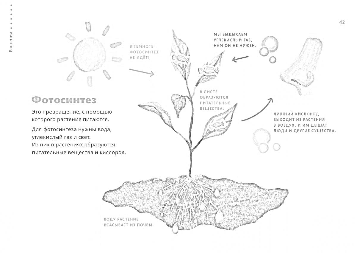 Раскраска Фотосинтез в растении с элементами: солнце, растение, углекислый газ, кислород, почва, вода в почве