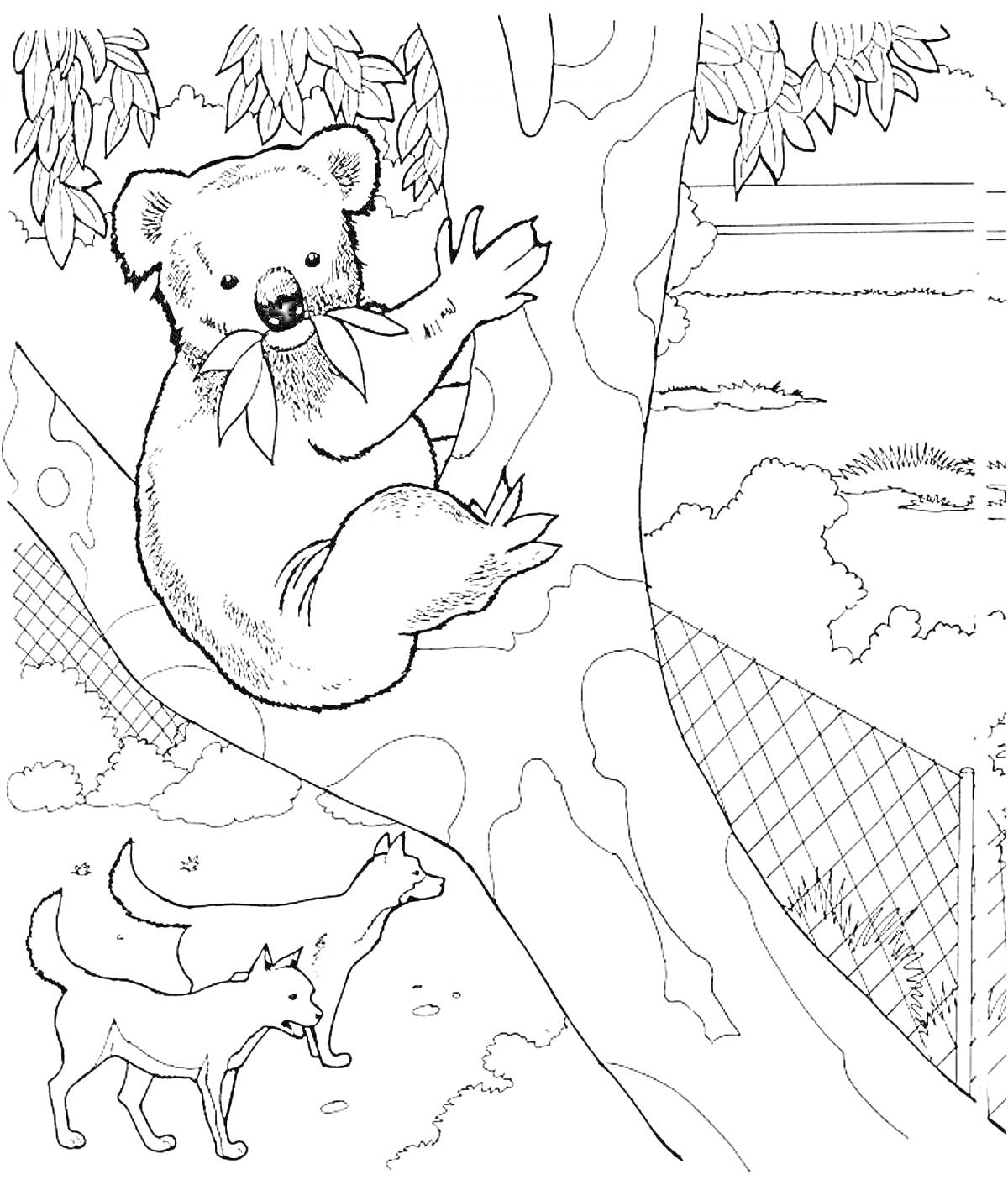 Раскраска коала на дереве, два динго на земле и забор