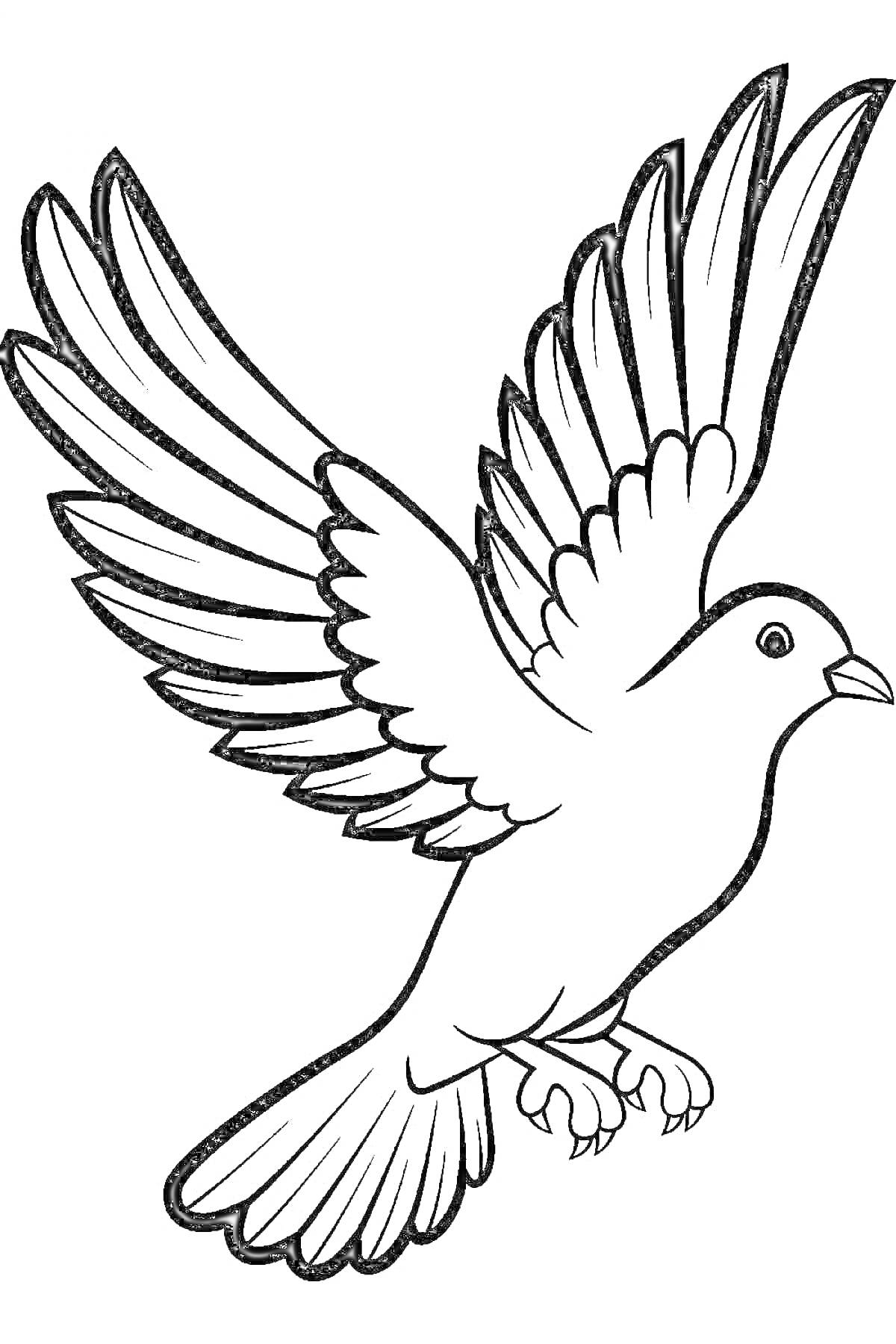 Раскраска Летящий голубь с расправленными крыльями