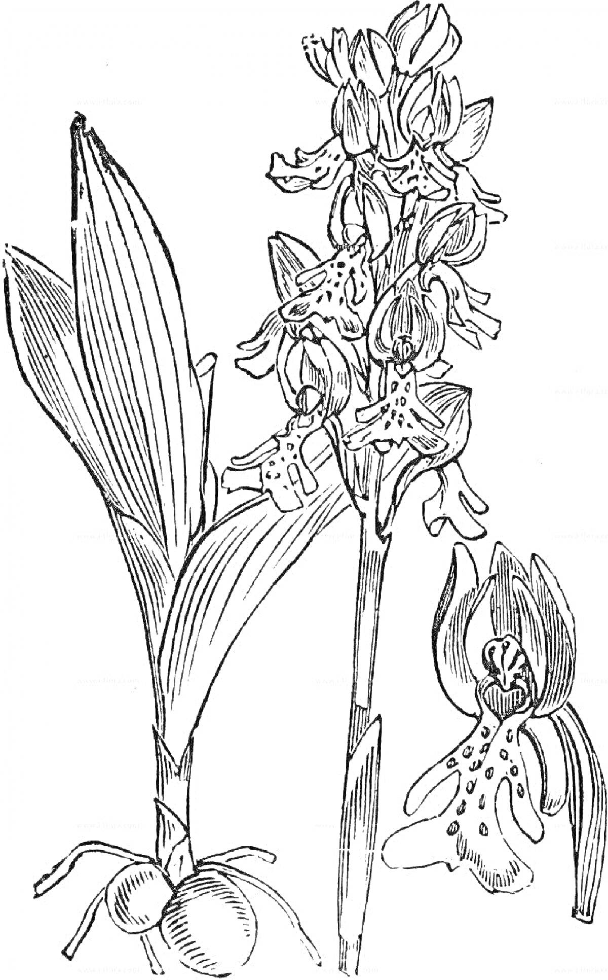 На раскраске изображено: Орхидея, Ботаника, Листья, Природа