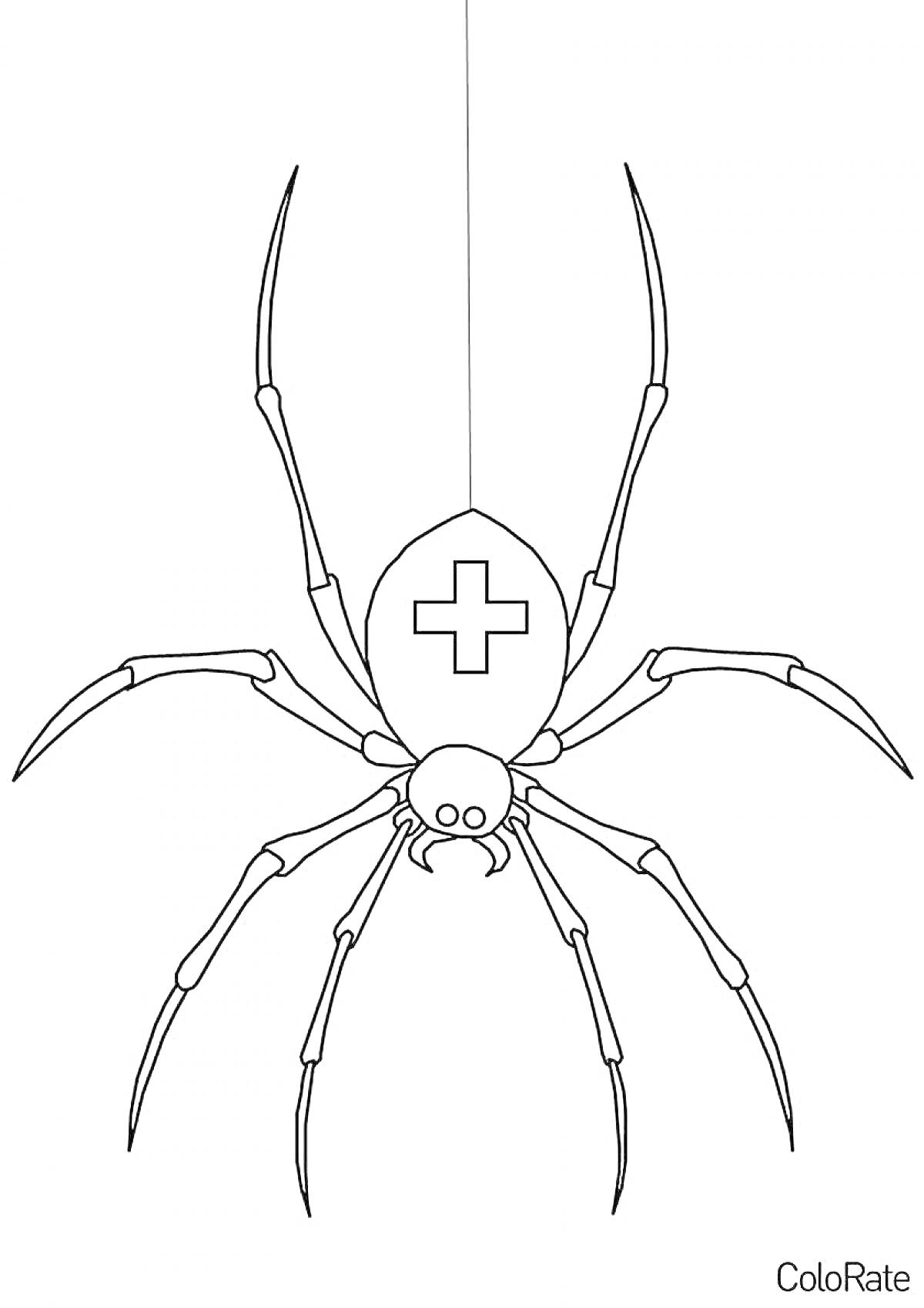 На раскраске изображено: Паутина, Крест, Насекомое