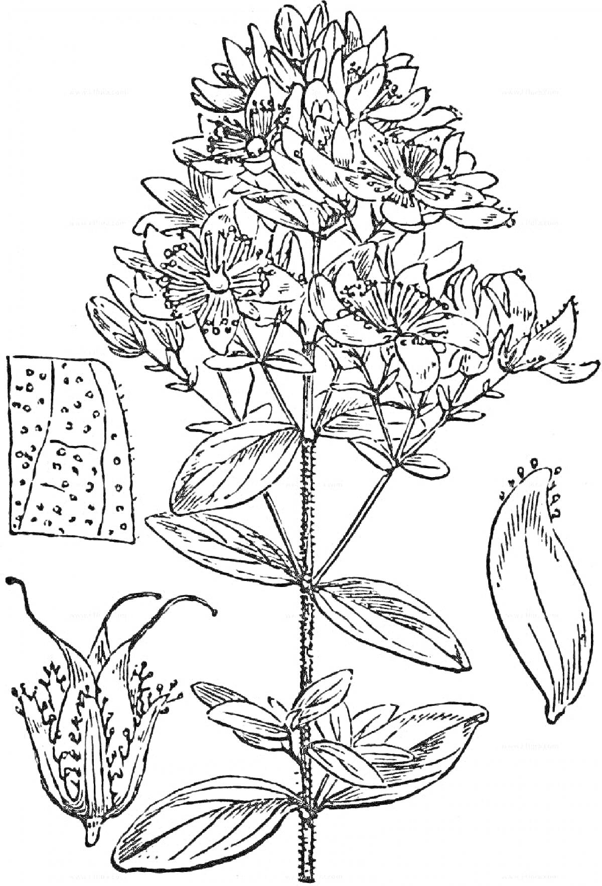 Зверобой с листьями, цветами и схемой строения цветка