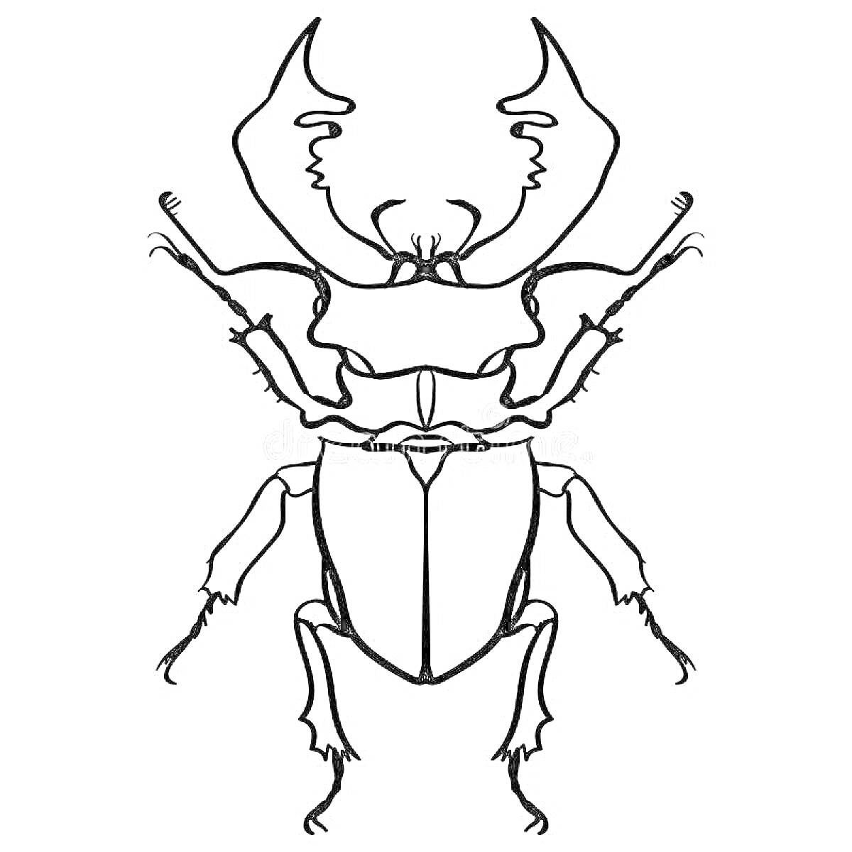 На раскраске изображено: Насекомое