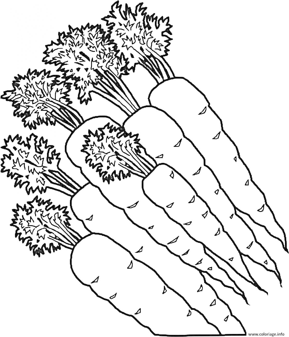 На раскраске изображено: Морковь, Овощи, Зелень, Ботва