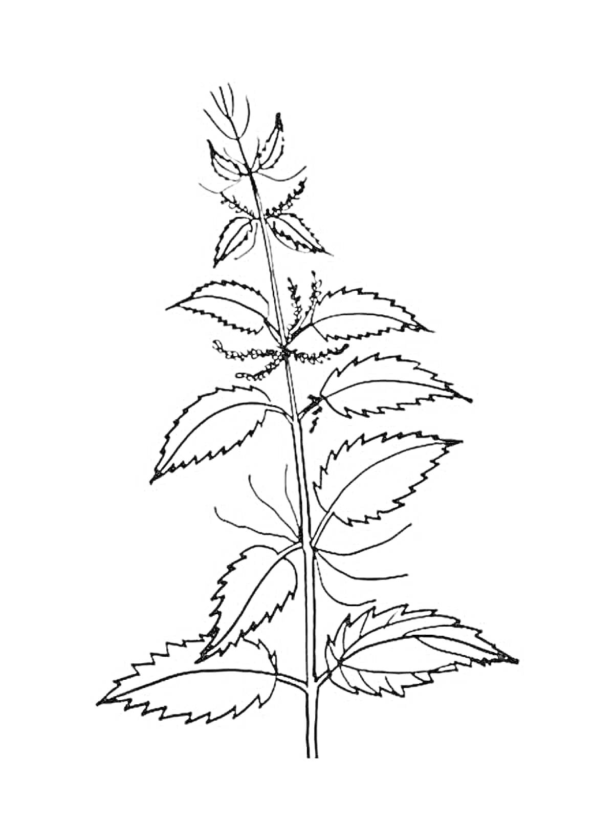 На раскраске изображено: Крапива, Лекарственные растения, Листья, Стебель, Растения, Контурные рисунки
