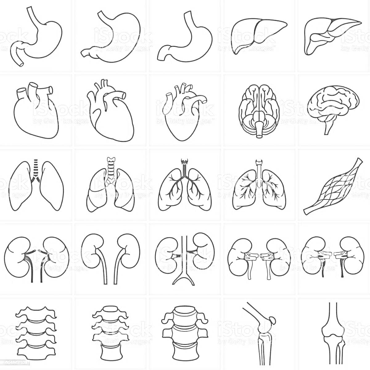На раскраске изображено: Желудок, Печень, Мозг, Легкие, Мышцы, Почки, Позвоночник, Суставы, Анатомия, Внутренние органы, Человеческое тело, Медицинская иллюстрация