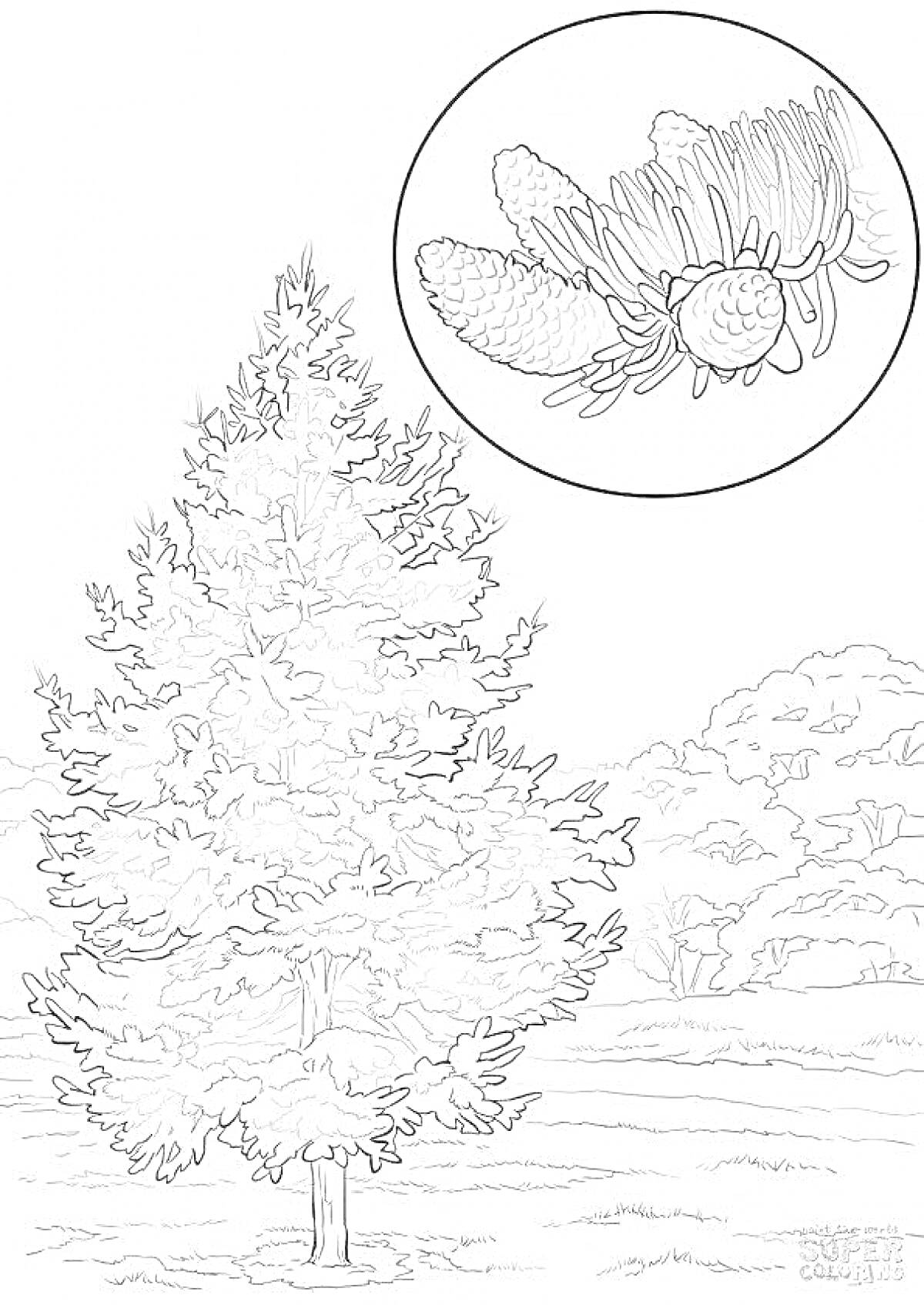 Раскраска Хвойное дерево на поляне с крупным планом шишек
