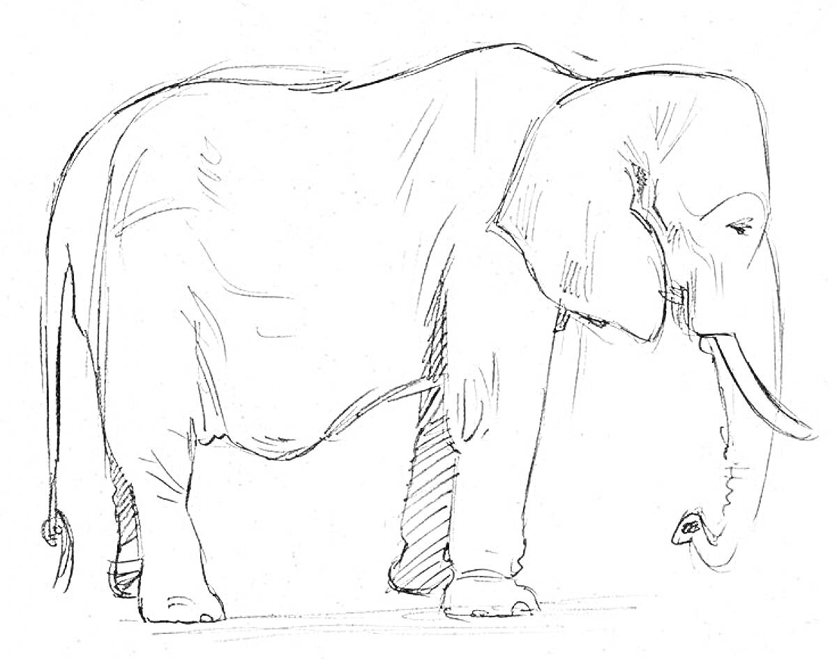 На раскраске изображено: Слон, Настроение, Иллюстрация