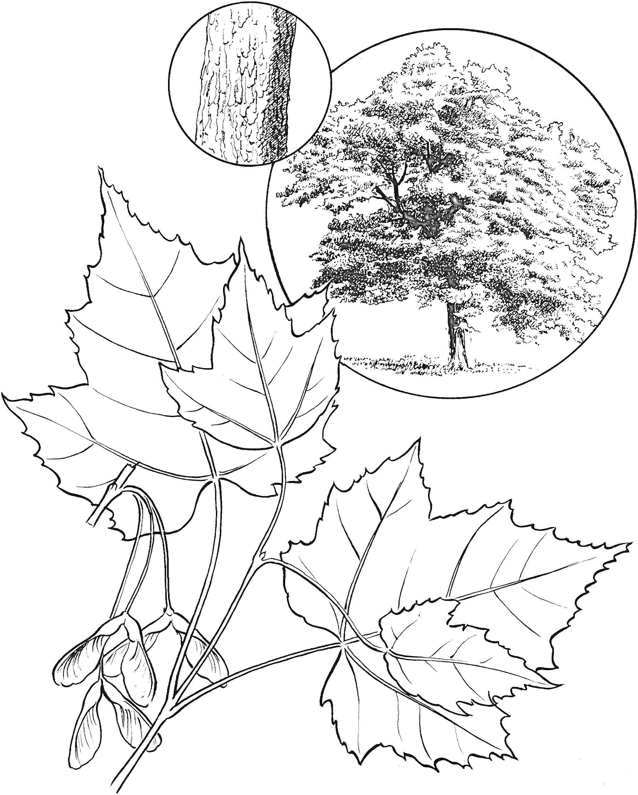 Раскраска Клен - листья, ствол дерева, крылатки, полное дерево