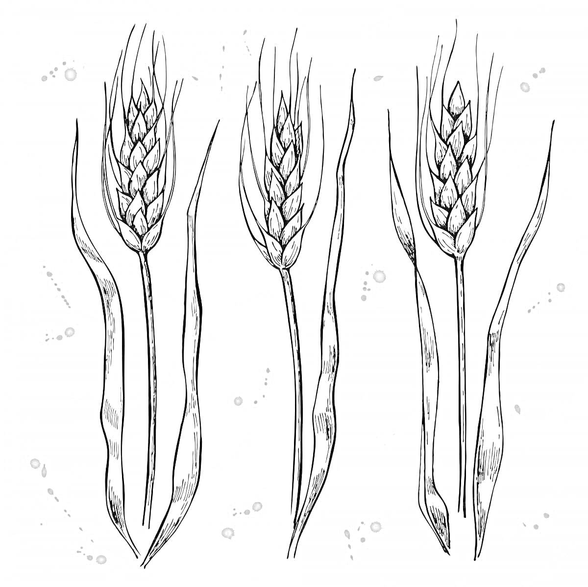 Раскраска Три колоска пшеницы с листьями и пятнами