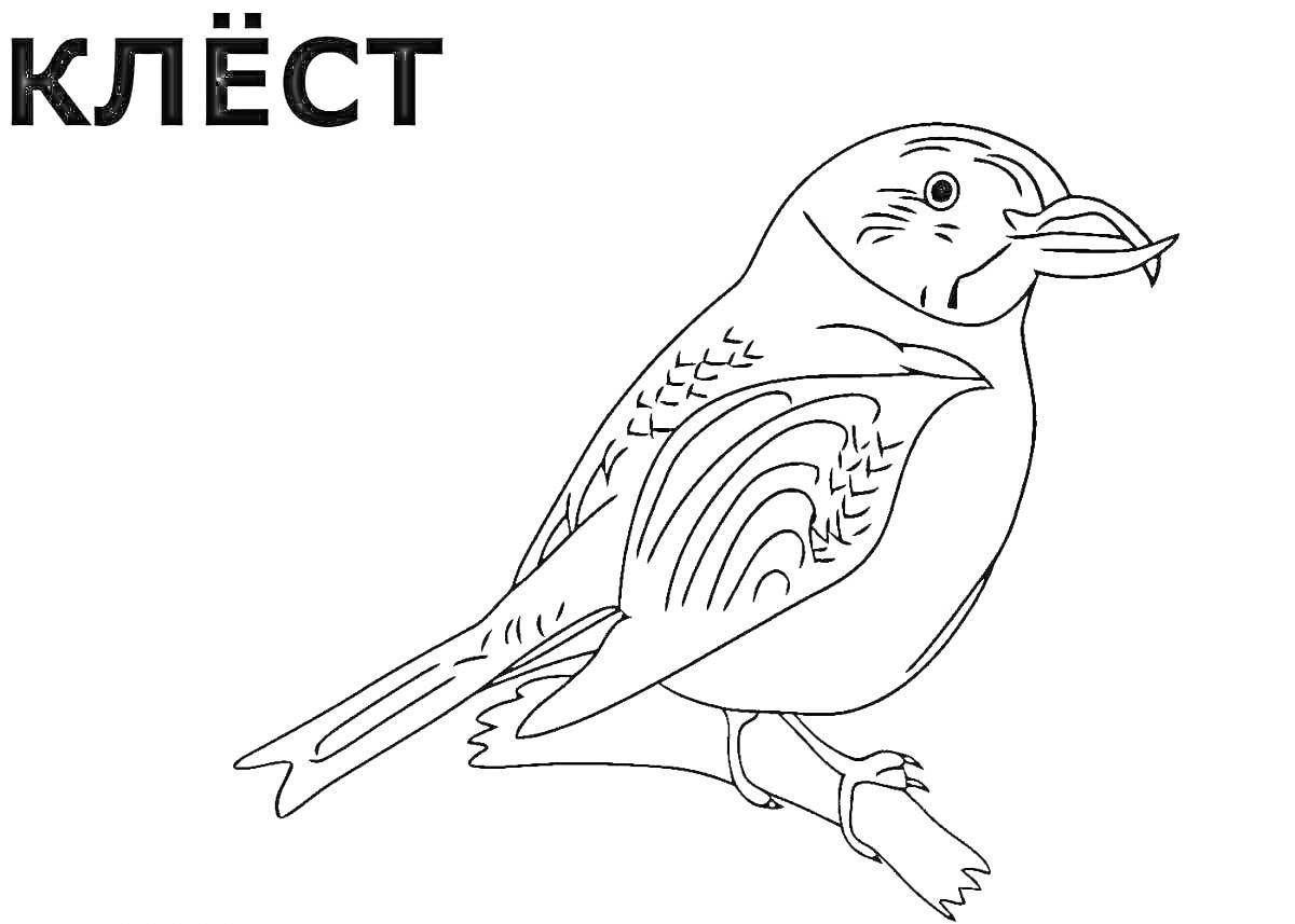 На раскраске изображено: Зимующие птицы, Зима, Ветка, Птица, Для детей