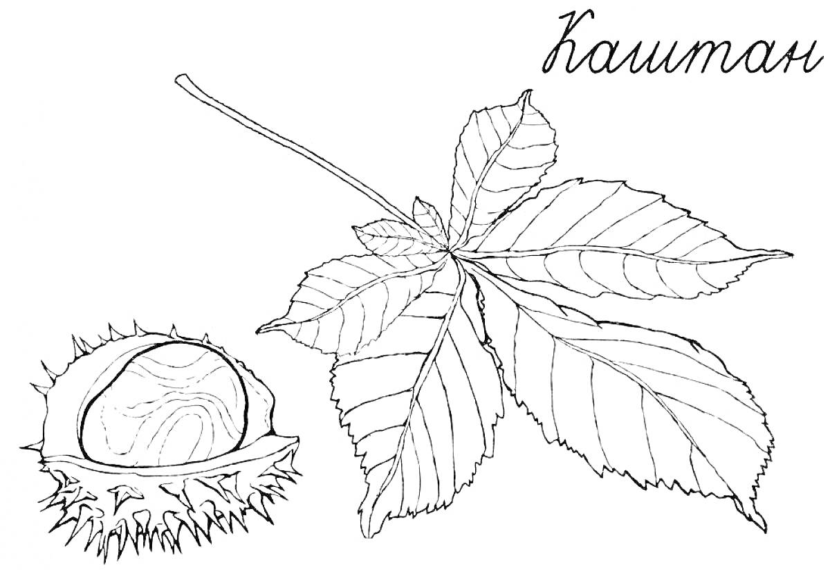 Раскраска Каштан с колючей кожурой и листьями каштана