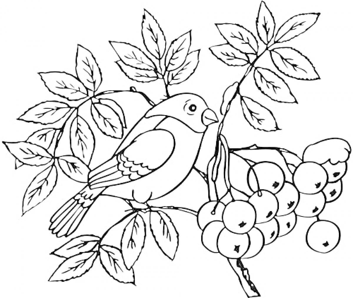 На раскраске изображено: Птица, Ветка, Рябина, Ягоды, Листья, Природа, Творчество, Для детей