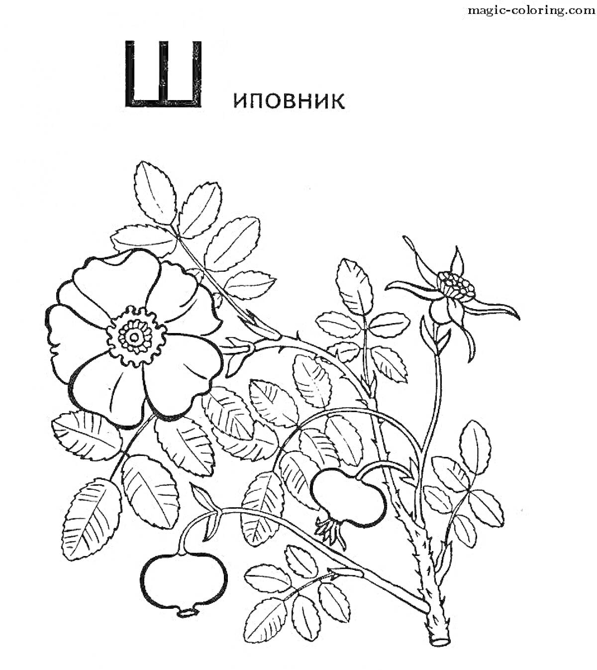 На раскраске изображено: Шиповник, Листья, Плоды, Стебель, Алфавит, Ботаника