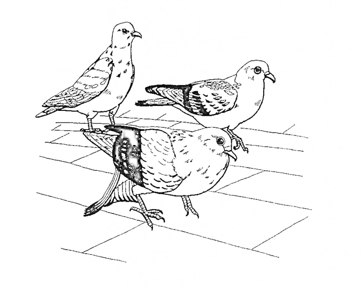 Раскраска Три голубя на тротуарной плитке
