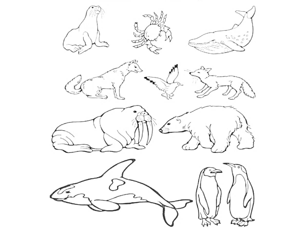 Раскраска Морж, краб, кит, собака, птица, лиса, морж, белый медведь, косатка, пингвины