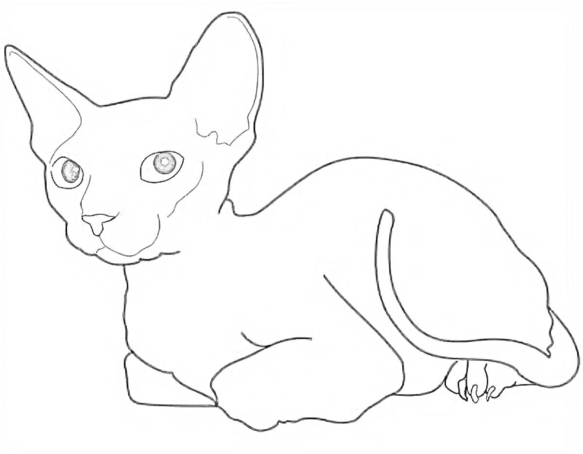 На раскраске изображено: Сфинкс, Лежащая кошка, Большие уши, Большие глаза