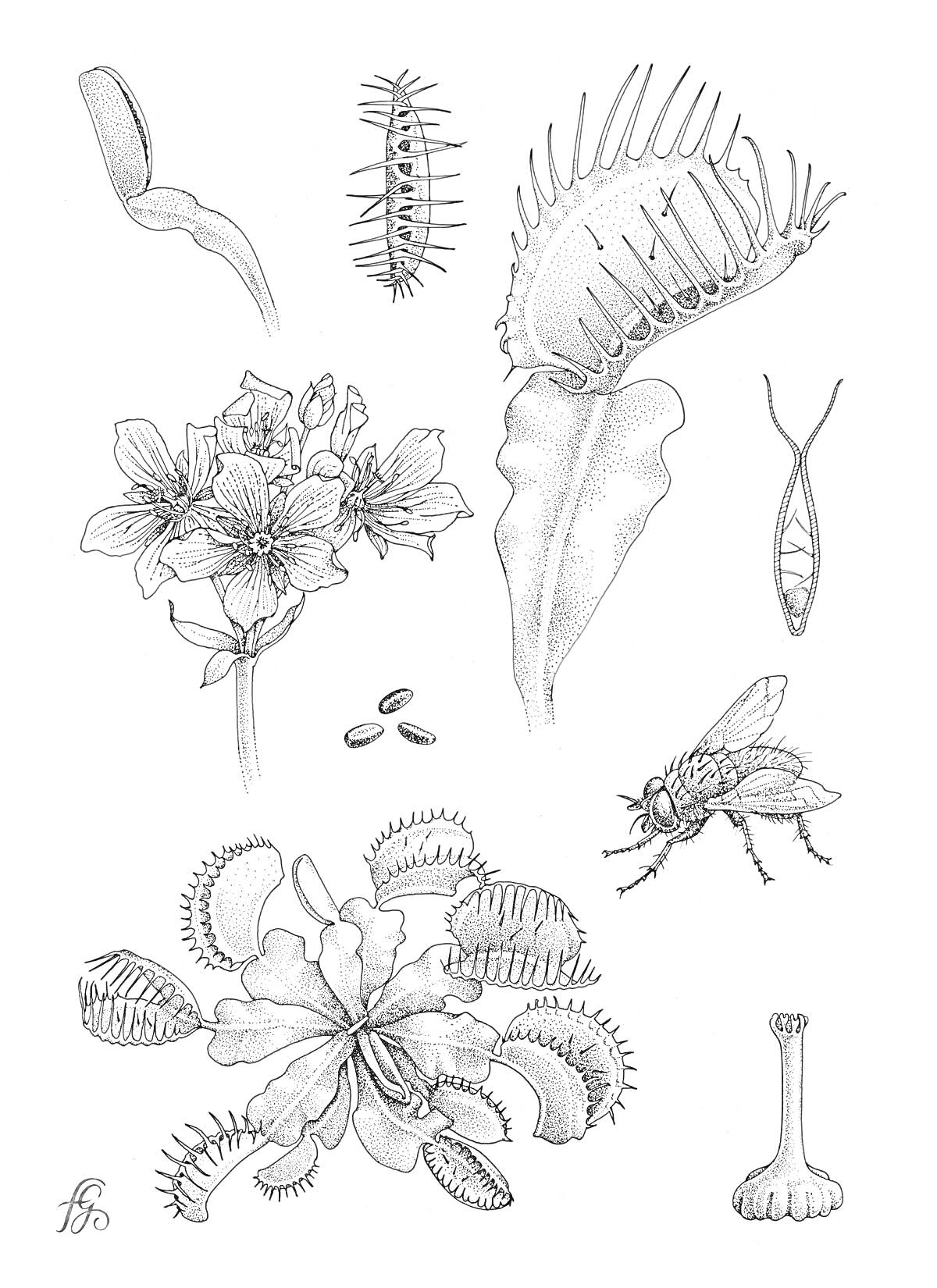 На раскраске изображено: Хищные растения, Венерина мухоловка, Муха, Насекомое, Ботаника, Природа