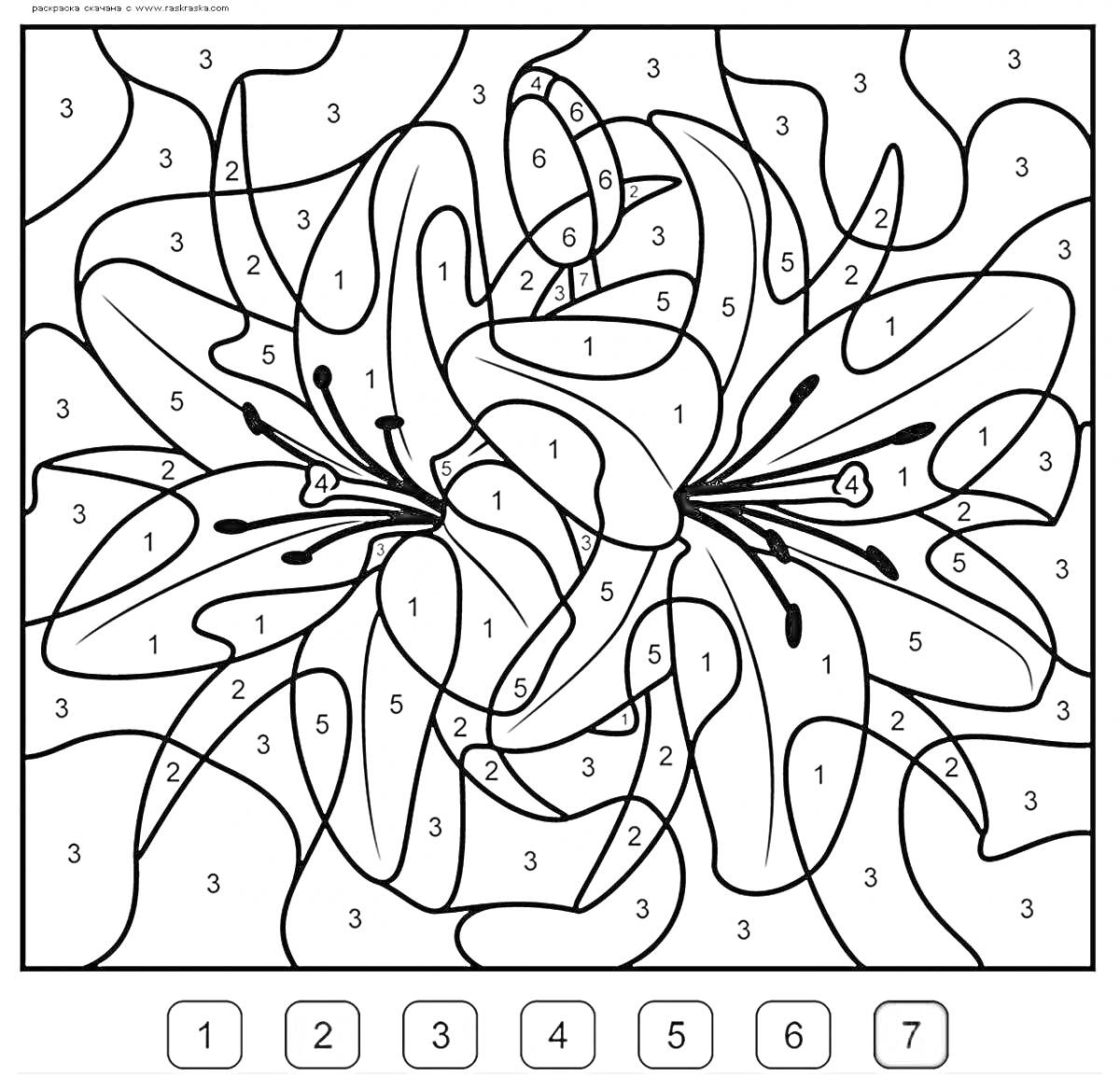 Раскраска две цветущие лилии в игре по номеру цвета, восемь цветов