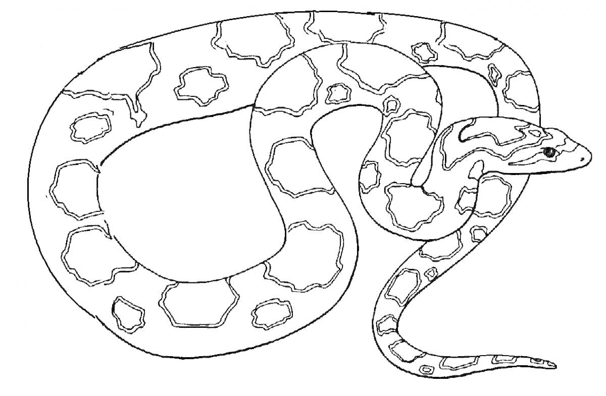 Раскраска Питон с пятнистым узором на теле