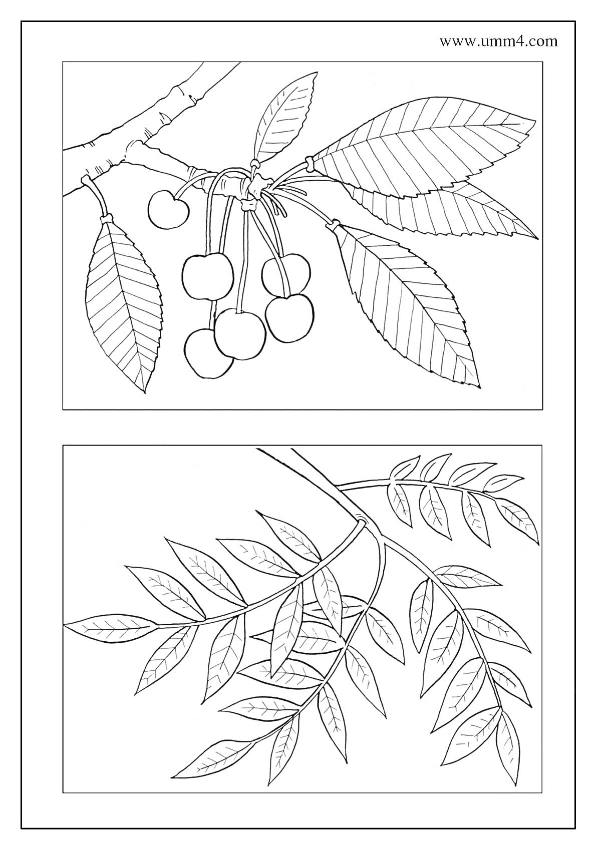 Раскраска Ветка с вишнями и ветка с листьями