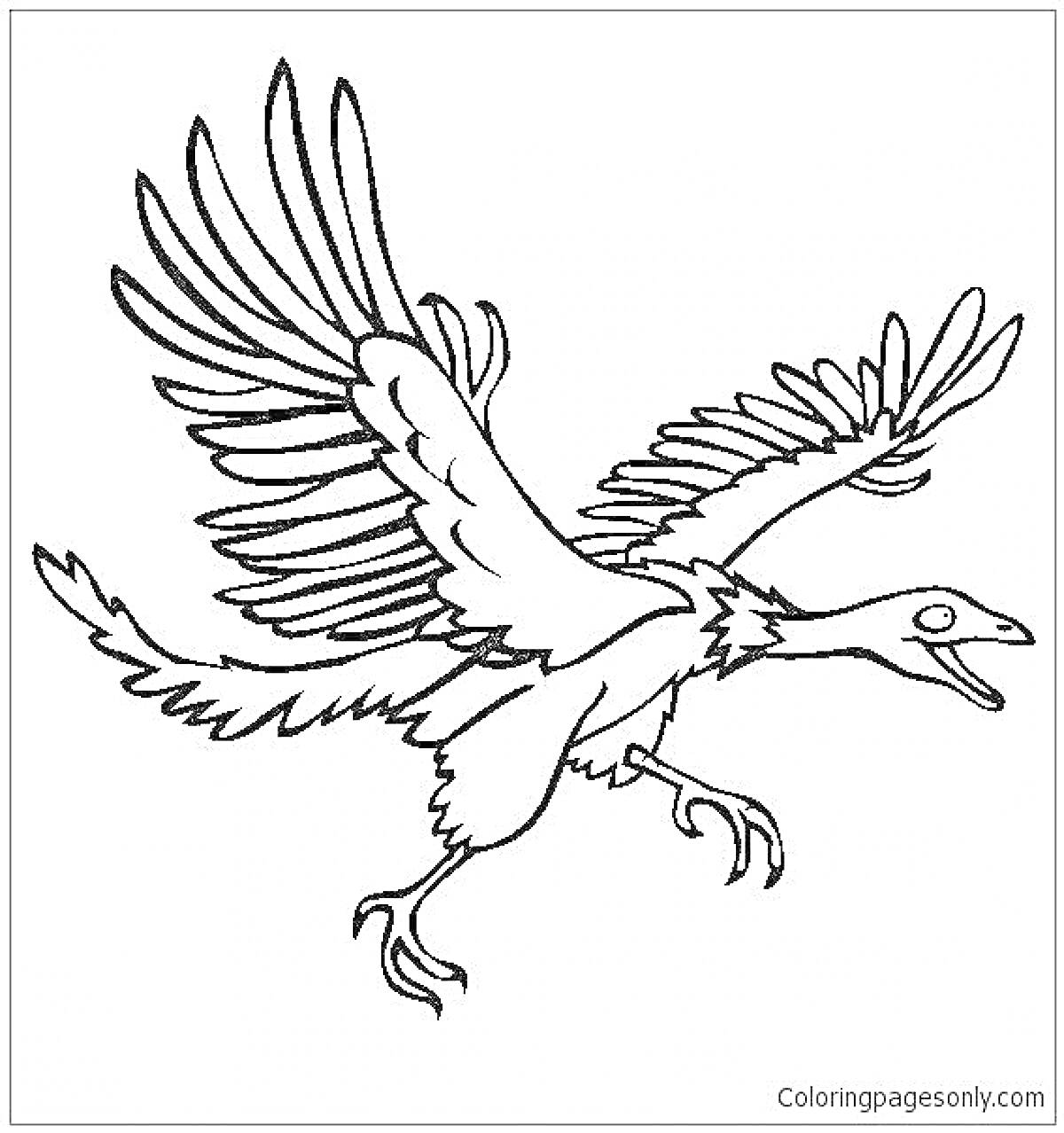 На раскраске изображено: Археоптерикс, Полет, Крылья, Когти, Динозавр, Контурные рисунки
