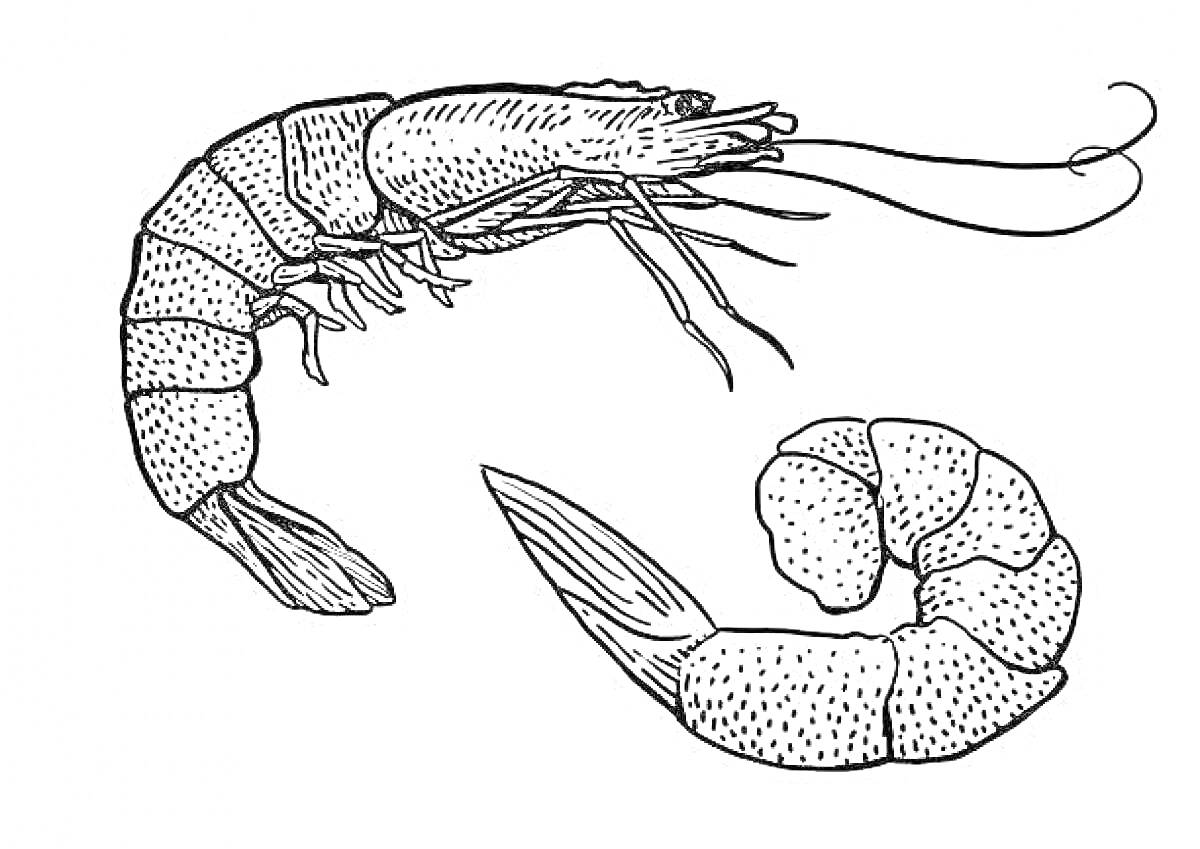 Раскраска Креветка в натуральную величину и очищенная креветка
