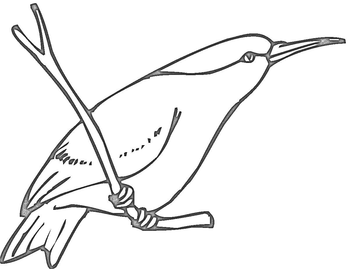 Раскраска Контурное изображение колибри, сидящего на ветке