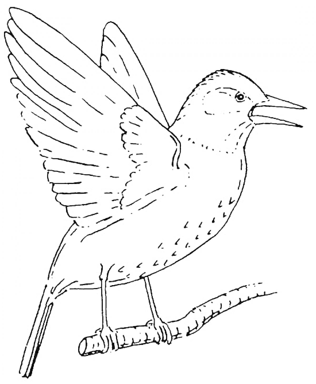Раскраска Скворец с расправленными крыльями сидящий на ветке